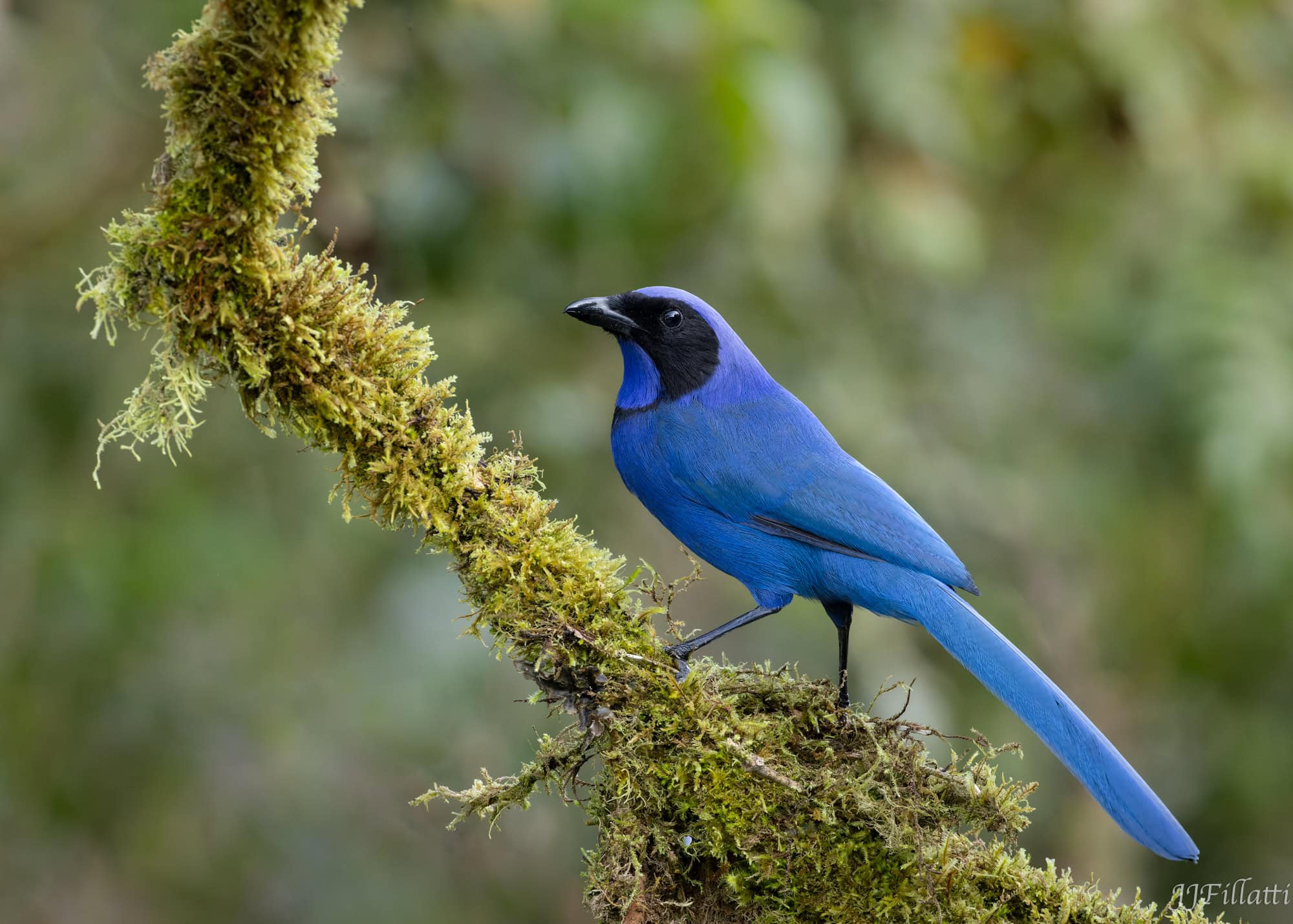 bird of colombia image 6